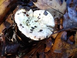 Russula maculata image