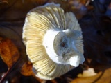 Russula maculata image