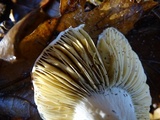 Russula maculata image