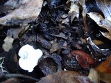 Russula maculata image