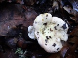 Russula maculata image