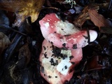 Russula risigallina image