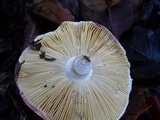 Russula risigallina image