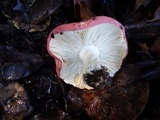 Russula risigallina image