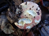 Russula risigallina image