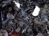 Russula risigallina image