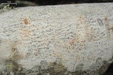 Stictis urceolata image