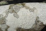 Stictis urceolata image
