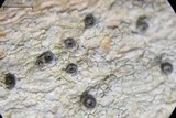 Stictis urceolata image