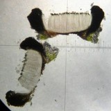 Stictis urceolata image