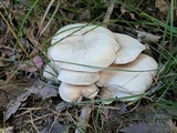 Clitocybe subconnexa image