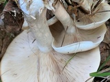 Clitocybe subconnexa image