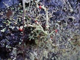 Cladonia bellidiflora image