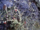 Cladonia bellidiflora image