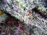 Cladonia bellidiflora image