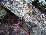 Cladonia bellidiflora image
