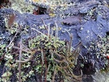 Cladonia verruculosa image