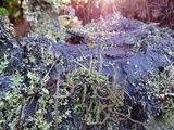 Cladonia verruculosa image