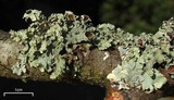 Ahtiana aurescens image