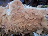Merulius tremellosus image