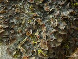 Leptogium corticola image