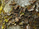 Leptogium corticola image