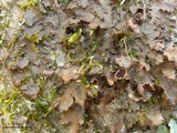 Nephroma helveticum image
