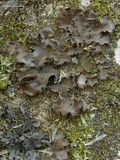 Nephroma helveticum image