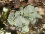 Normandina pulchella image