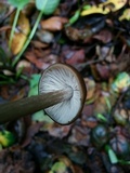Entoloma hirtipes image