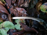 Entoloma hirtipes image