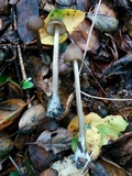Entoloma hirtipes image