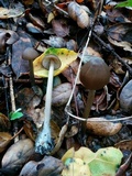 Entoloma hirtipes image
