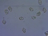 Entoloma hirtipes image