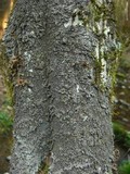 Parmeliella triptophylla image
