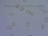 Entoloma hirtipes image