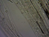 Entoloma hirtipes image