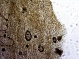 Entoloma hirtipes image