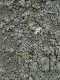 Parmeliella triptophylla image