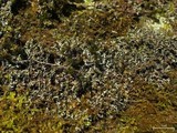 Phaeophyscia adiastola image