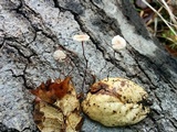 Gymnopus quercophilus image