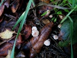 Gymnopus quercophilus image