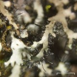 Phaeophyscia adiastola image