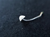 Mycena adscendens image