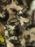 Phaeophyscia adiastola image