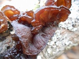 Exidia recisa image