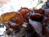 Exidia recisa image
