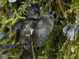 Sticta sylvatica image