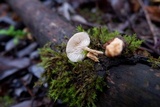Clitocybe salmonilamella image