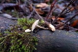 Clitocybe salmonilamella image